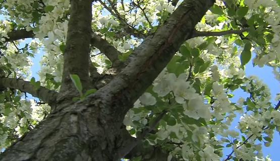 Tree in the spring