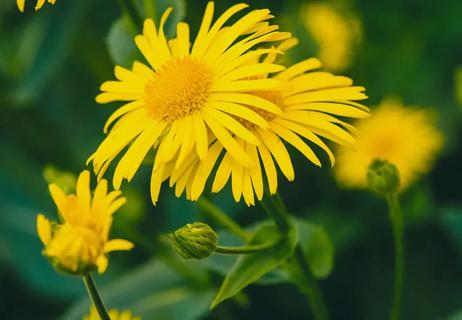 Close-up of yellow Arnica plant in nature.