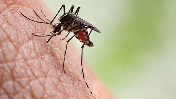 Mosquito-transmitted Viruses