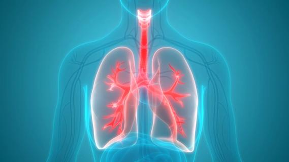 Lungs