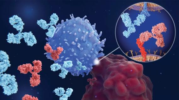 Immune checkpoint inhibitor illustration