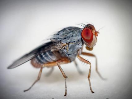 Close-up of a fruit fly