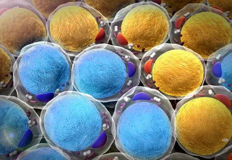 Fat cells