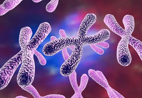 650&#215;450 ECM Chromosomes