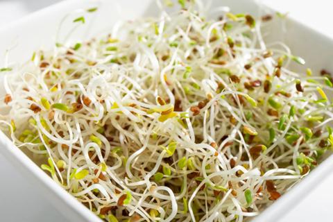 Alfalfa sprouts in white bowl