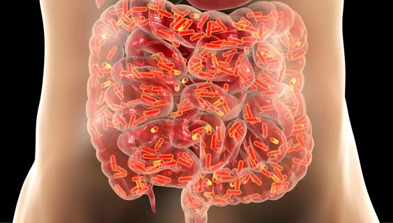 gut microbes in the human intestine