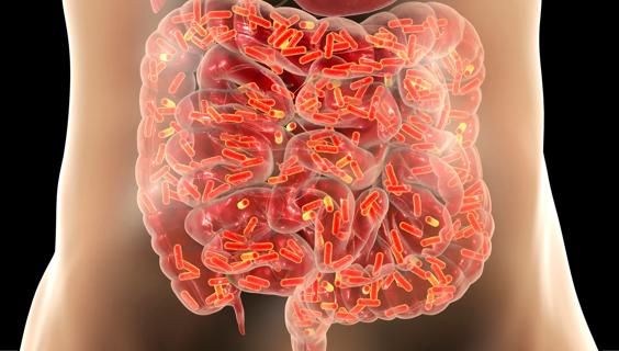 Illustration of gut microbes