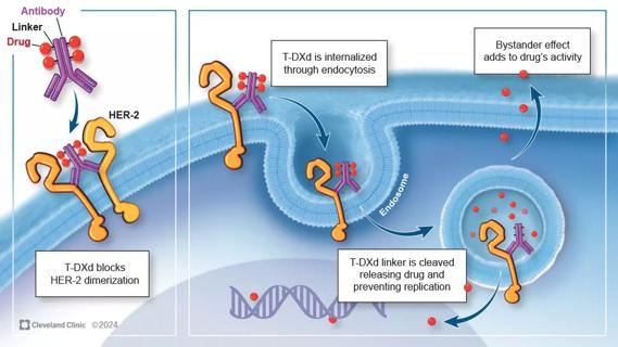 How antibody drug conjugates work