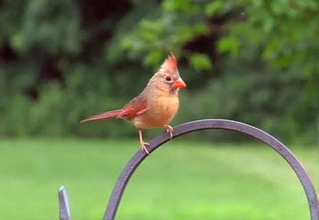 Bird