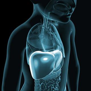 Liver