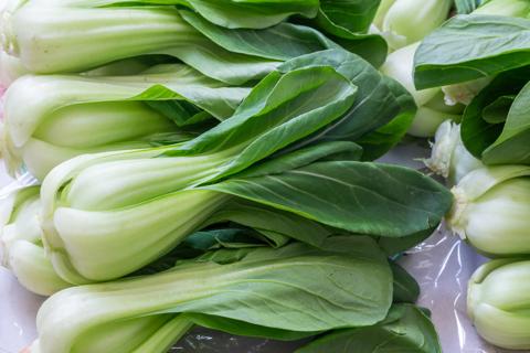 Rows of fresh bok choy