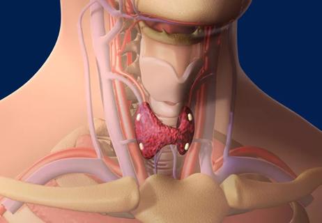 endocrine-notes­650&#215;340