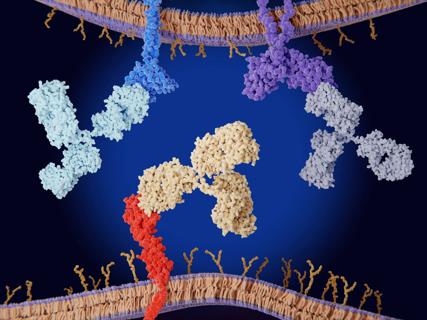 Checkpoint inhibitor