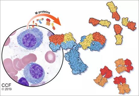 Monoclonal-proteins_650x450