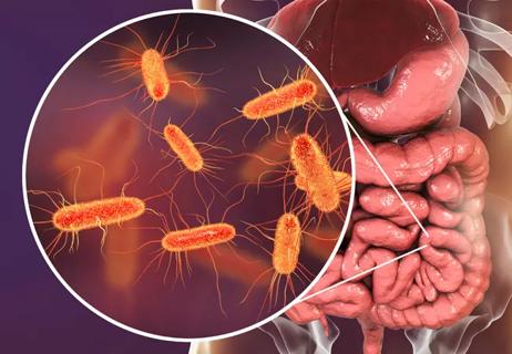 human intestines with inset showing gut microbes