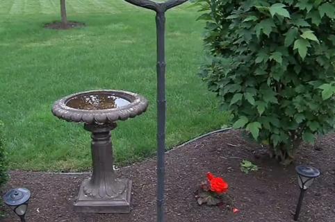 Bird bath