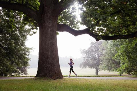 Person jogging in foggy park among big, green trees