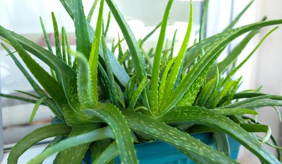 A large aloe vera plant