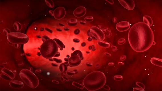 red blood cells floating in a blood vessel