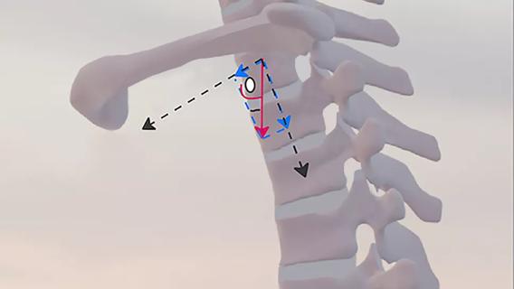 anatomic spine with vectors displayed