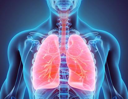 Artist's rendering of lungs.