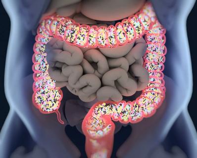 21-HVI-2231558_gut-microbiome_650x450
