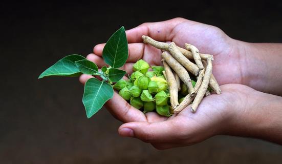 Cupped hands holding ashwaganda, winter cherry or indian ginsing, in root, leaf and fruit forms