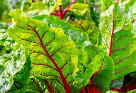 Fresh, raw leaves of Swiss chard