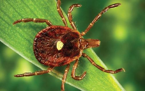 Lone star tick (Amblyomma americanum)
