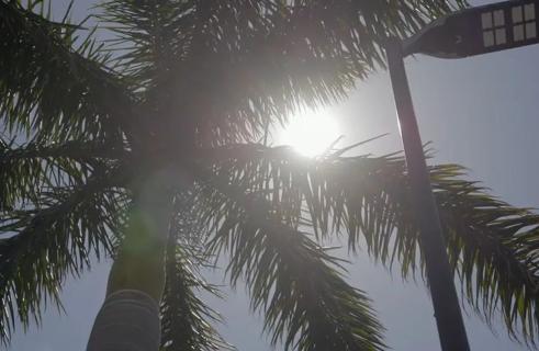 Sun peering through palm tree