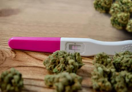 Positive reading pregnancy stick amongst cannibis buds