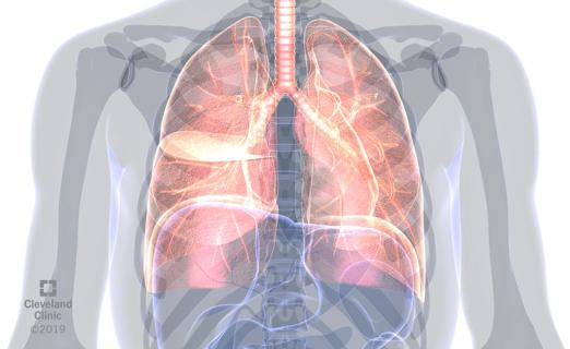 Lungs