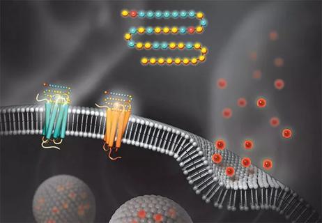 stylized scientific illustration of hormone receptors