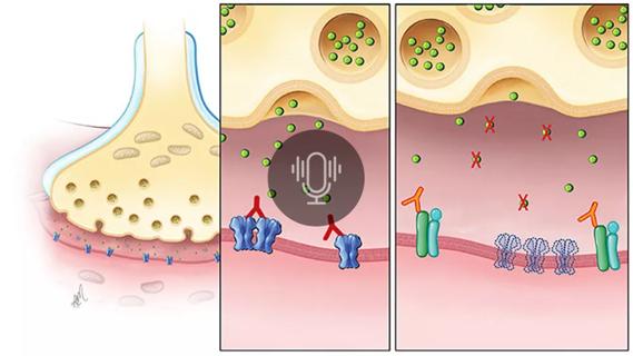 receptor activity for myasthenia gravis medications