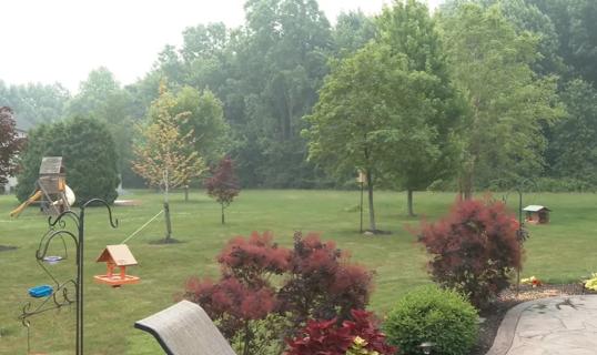 Trees in backyard