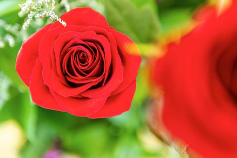 Roses