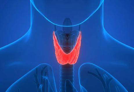 illustration of thyroid and placement in body