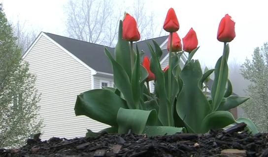 Tulips