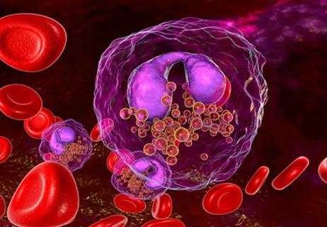 Eosinophil