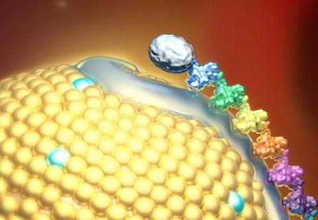 edge of an apolipoprotein particle