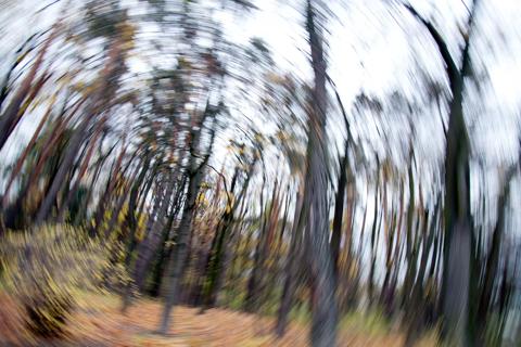 Forest, abstract, motion blur