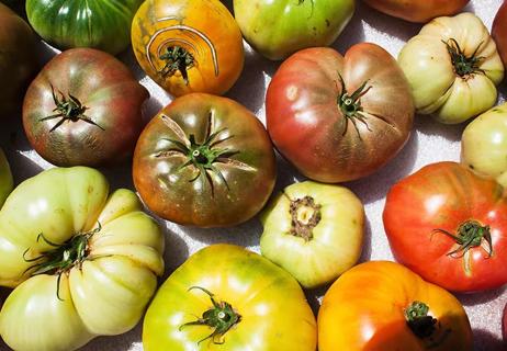 A close up image of green, orange and red heirloom tomatoes