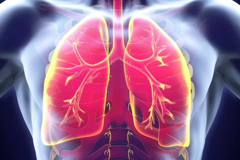 Human Respiratory System