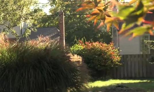 Plants and trees in backyard