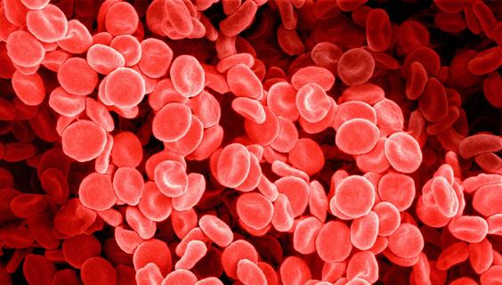 Red blood cells