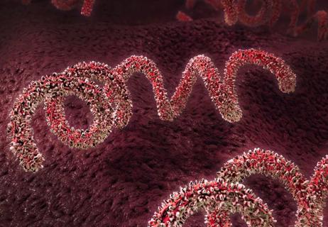 650&#215;450-Secondary-Syphilis-a