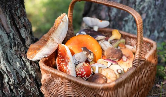Different mushrooms collected in a basket
