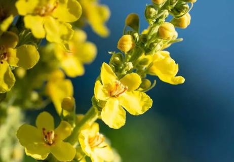 The Mullein flower.