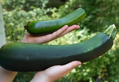 People holding various sizes of zucchini