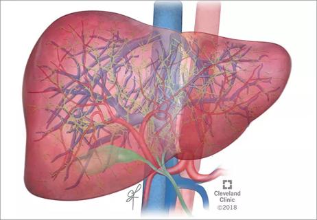 650&#215;450-Liver-Structures